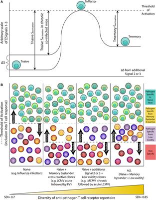 Past Life and Future Effects—How Heterologous Infections Alter Immunity to Influenza Viruses